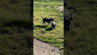 PEPPER & MISTY AT THE DOG PARK || MICRO BULLY || SISTERS BONDING || HAPPY DOGS || FUN DAY