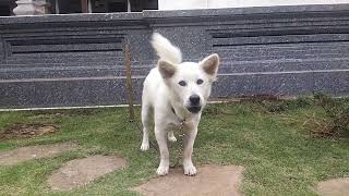 Anjing Kintamani (Kintamani strain dog)