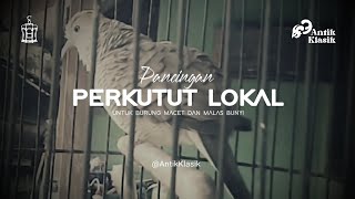 Perkutut Lokal Gacor | Pancingan Perkutut Lokal Tuban Suara Kristal