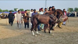 ghoda parvaz | horse dance dhamal mela peer shah -18