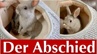 Die LETZTEN Babys verlassen uns /Abschieds Vlog /Kaninchenbande ❤️