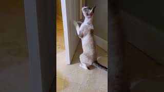 Angry Cat Slams Door #shorts