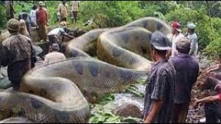 Ce serpent géant peut avaler un buffle entier