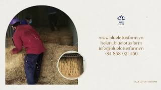 Dried Rice Straw Blue Lotus 2024