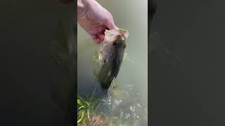 Little bass release!!!