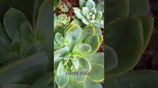 snow fall destroy succulent garden #shorts