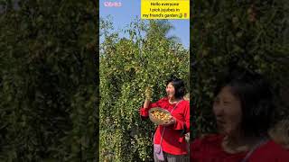 jujube picking in the US - Táo tàu giòn ngọt trĩu cành #shorts