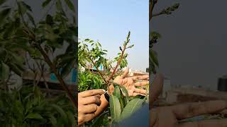 ভেঙে দেওয়ার পরেও আমের মুকুল আসছে? After Cutting Are Buds Coming on Mango Plant? #rajgardens #shorts