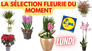 💥 ARRIVAGE LIDL💥 LA SÉLECTION FLEURIE DU MOMENT - 18 novembre 2024 - 8 OFFRES - FRANCE