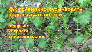 Как правильно пасынковать, подвязывать побеги, и другие хитрости виноградарства