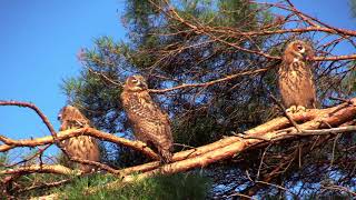 (bubo bubo)  3 auf einen Streich - Uhunachwuchs 2018 im Sonnenschein.