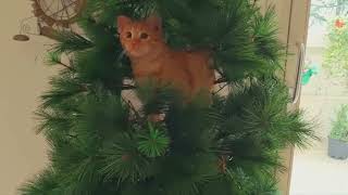 The cat is playing on the Christmas tree.