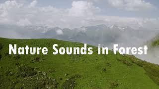 Nature Sound In Forest Forest Bird Song-Waterfall