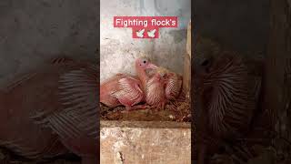 Playing 🥰Pigeon babies 😍day 17 How they are. #Cute#Short#viral #youtube #shortvideos #viralvideos