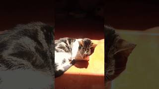 Último video de Mío :⁠'⁠( #gato #gatos #cat #Mío_y_Chicharron #cats