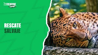 Funcionarios forestales rescatan leopardo