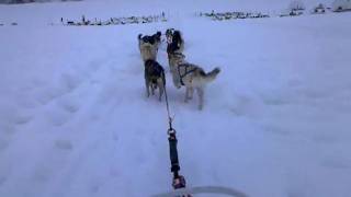 Dogsledding on the Mendenhall Glacier