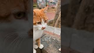 Cats Animals Beautiful Cats #shorts