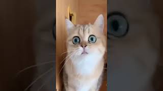 Laugh out loud   Funny Cute Cat and Kittens   I love Cats   Part 5 😆😆😆 #Shorts 😆😆😆