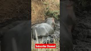 Angry hippopotamus attack on 🦌🦌deer #animals #youtube #shorts #shortsfeed