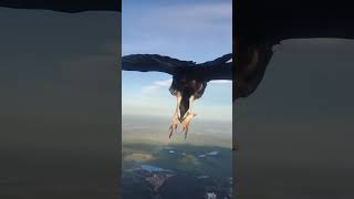 Vulture Needs a Rest and Catches a Ride with this Paraglider… 😳 #animals #birds #nature