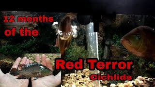 Red Terror Festae cichlids 12 month growth.