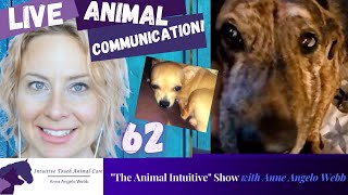 Animal Communication With Dogs Bell and Tiger | Ep 62