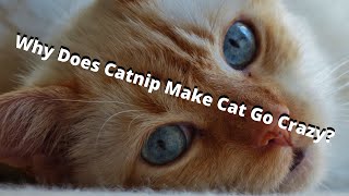 Why Does Catnip Make Cats Go Crazy?