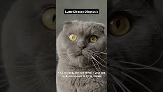 Lyme Disease Diagnosis