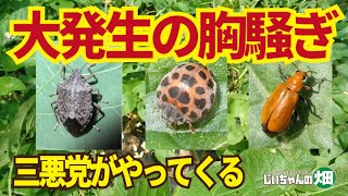 夏野菜をダメにする3大害虫、今年は大量発生か。カメムシ、テントウムシダマシ、ウリハムシは今のうちに駆除しておかなきゃ！5/13