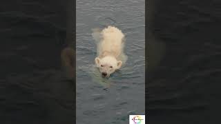 Fascinating Polar bears and 8 interesting facts about their cubs #shorts #sciencefacts #science