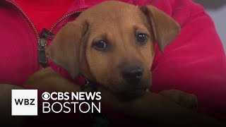 3 dogs, including adorable puppy named Bunni, up for adoption