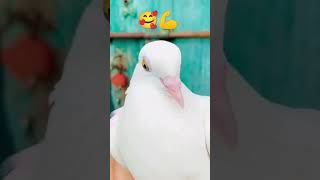 trending #kabootar  #kabootarlover #foryourpage #vireal_video_#trending #pigeonlover #foyou #pigeon