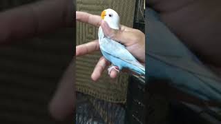 blue pale fellow #music #love #arabic #топ #viral #birds #lovebirdscolony #lovebirds #lovebirdszone