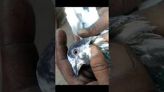 Feroze Puri Pigeon||#foryou #viral #foryouvideo #viralvideo #trending #youtubeshorts #reels