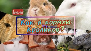 Как и чем я кормлю кроликов?/Ответ на вопрос!