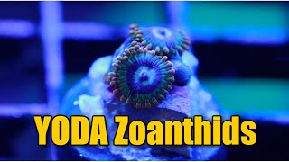 Yoda Zoanthids | Corals Unlimited