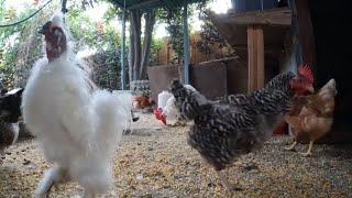 Fun Relaxing Chickens Hens Roosters Video Sounds Noises Clucking Crowing!