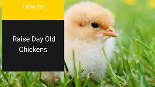 How to Raise Day Old Chickens