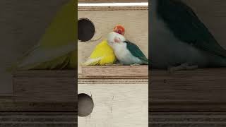 african lovebirds sweetmoment #lovebirds #nature #pet