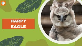 HARPY EAGLE | Majestic Harpy Eagle: The King of the Canopy | Wildlife Documentary