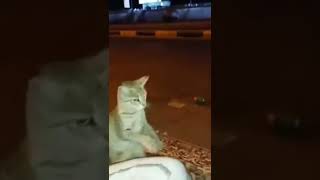 قطه شافت الكلب عملت نفسها تصفق مع الشباب #shorts #cat #comedy #funny #funnyvideos