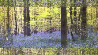 Bluebells in the Forest of Dean - A Carpet of Blue