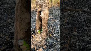 How the #birds live in dry season