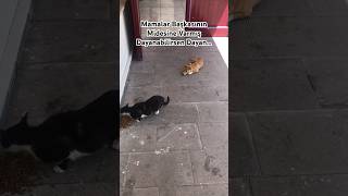 Yok Böyle Bir Tatlılık #shorts #viral #cat #dog #keşfet #youtubeshorts #youtube #short #shortvideo