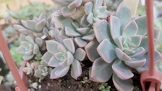 SUCULENTAS CULTIVADAS EM CUIA PEQUENAS QUE DERAM MUITO CERTO.