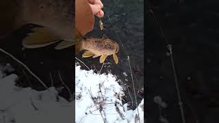 Caught one alive and one dead 🤣 Utahs cold front = bad fishing.#shorts #subscribe #fishing #river