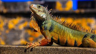 Флоридские игуаны/Florida iguanas