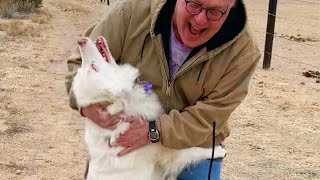 Dogs Get So Excited When They See Their Dad After Time Apart