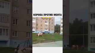 Корова против Мента #мемы #меме #мемы #смешные приколы#shorts